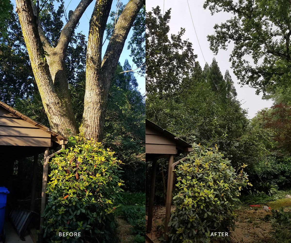 Large tree removed from a customer's backyard, before and after