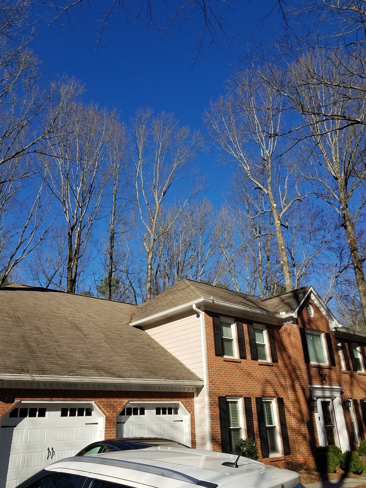 Tree trimming and pruning work completed for a customer