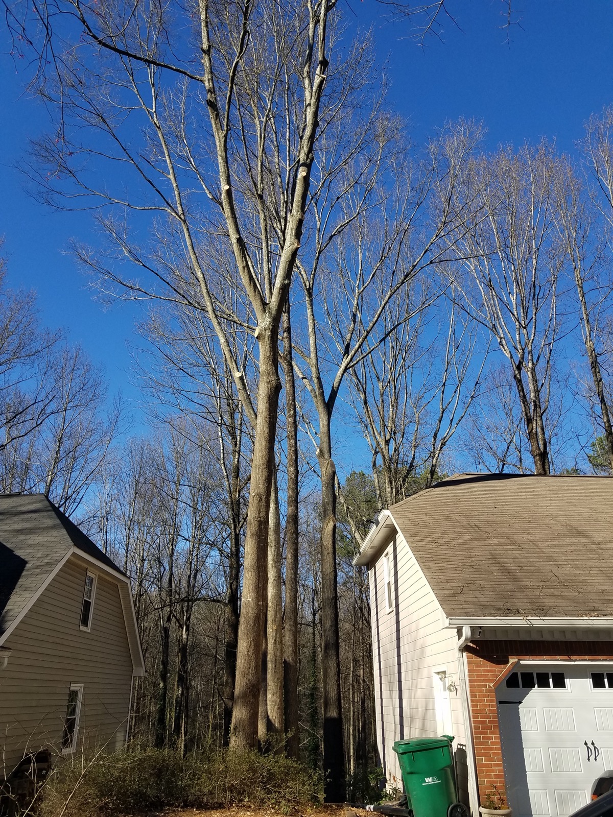Cleaned up yard after tree trimming service