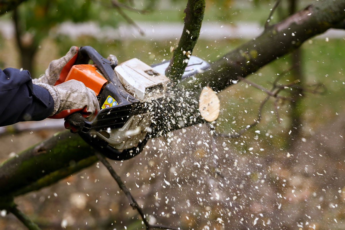 A chainsaw cutting through a tree branch during a summer trimming job